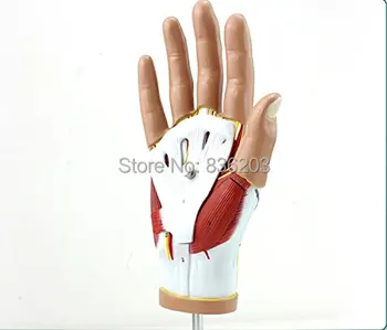 

Life Size Human anatomi brain Anatomical Anatomy Hand skeleton Medical Teach medical instruments Stand Muscle Nerve trauma Model