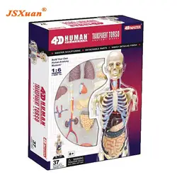 8 "4D мастер прозрачное туловище анатомическая модель медицинский человек череп анатомическая модель скелета Науки развивающие игрушки