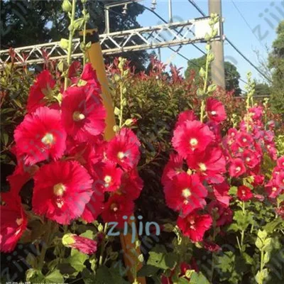200 шт./пакет двойной Hollyhock открытый Цветущий субтропический бонсай в горшке Althaea Rosea цветочное растение для домашнего садового декора
