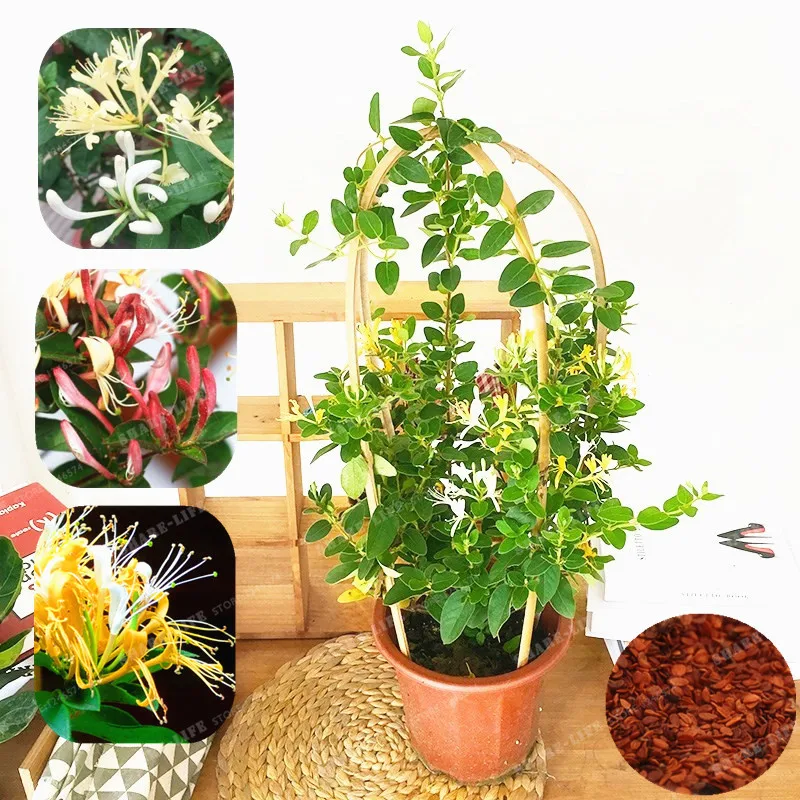

100 PCS Honeysuckle Bonsai Lonicera Japonica Herbal Medicine Very Sweet For Home Garden Bonsai Fragrant Plant Air Purify Bonsai