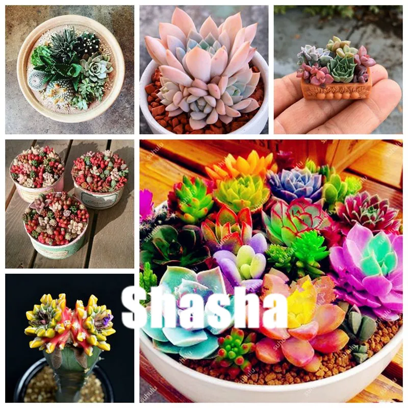 

Sales! 100 pcs/bag Mix Rainbow Succulent bonsai Lithops Pseudotruncatella Bonsai plants for home & garden Radiation Absorption