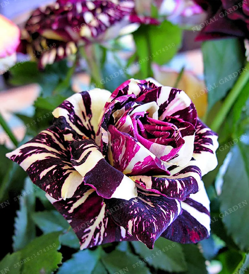 Buy 100 Pcs Carnation Seeds Different Colors Free Shipping