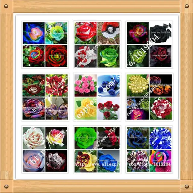 36 Varieties Of Roses Mixed Seed 200pc Bonsai Rainbow Flower Seeds Full