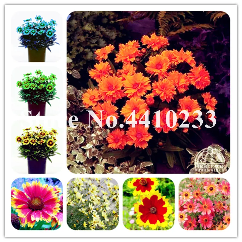 

Lowest Price! 50 Pcs Rainbow Chrysanthemum Bonsai, Dwarf Daisy Indoor Flores Tree ,Beautiful Flower Potted Plant For Home Garden