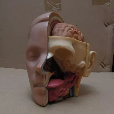 

Skull with Brain Model Head and Neck Anatomy Facial Anatomy Free Shipping