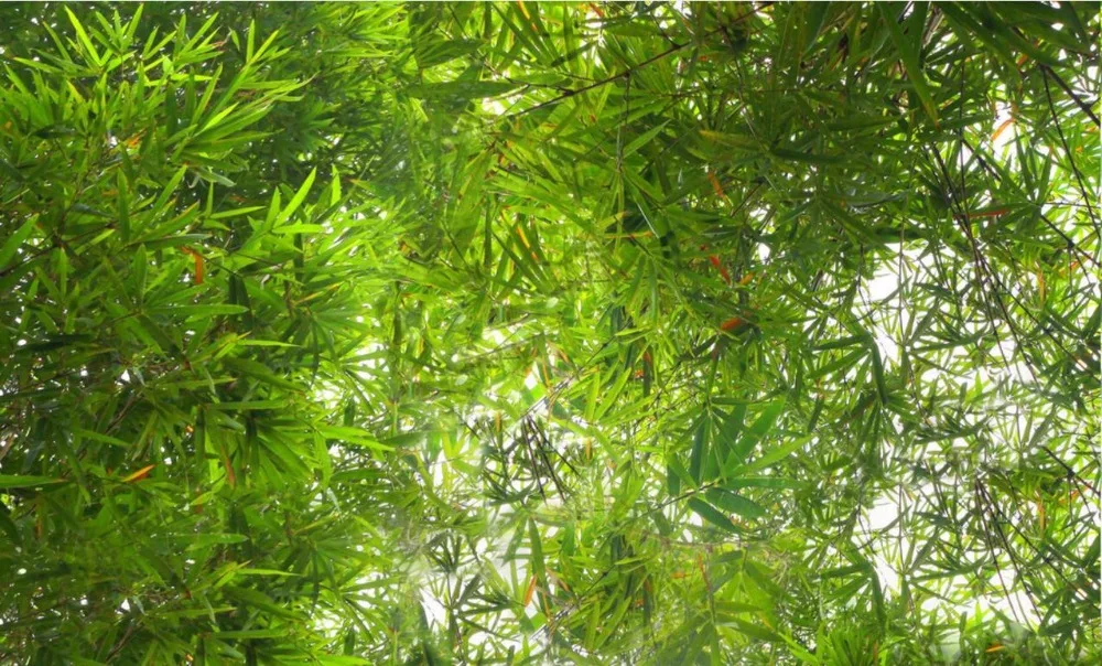 Huge 3D Ceiling Photo Wallpaper Panoramic Natural Scenery bamboo forest Custom Photo Wallpaper 3D Bedroom Ceiling