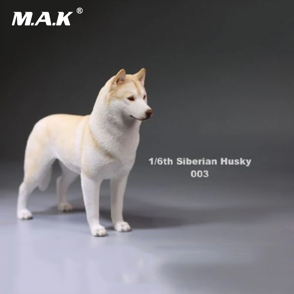 1/6, фигурка, аксессуар, Siberian Husky, Имитация животных, XVI 003, собачьи игрушки модели для домашних животных, 12 дюймов, фигурка