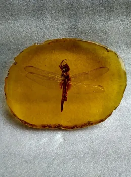 

China's old amber unique Dragonfly art collection and home decor