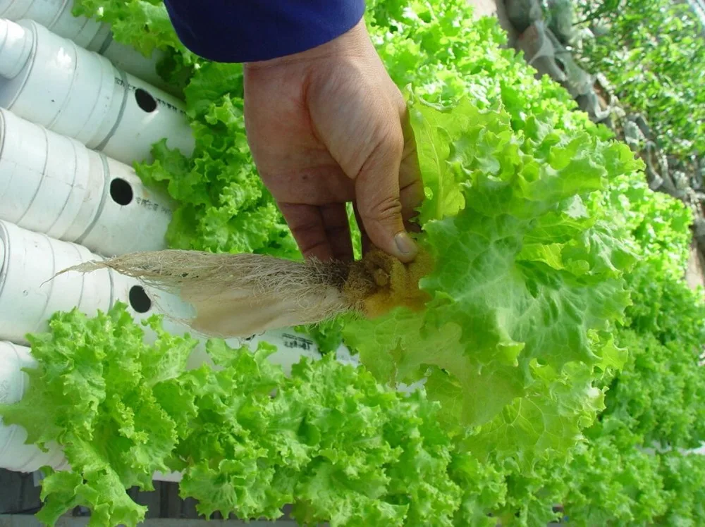 Супер-звуковой туман Aeroponics горшок с 10 чистая чашка и распылитель с Таймер туман Аэро-горшок Емкость для рассады Шум бесплатно