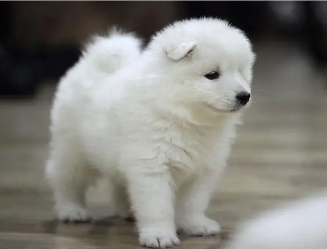 Diamond Painting Samoyed Dog Cross Stitch Kit 3d Diy Diamond Embroidery Sale Diamond Mosaic Pattern Home Decor Kids Gift Diamond Painting Cross Stitch Aliexpress