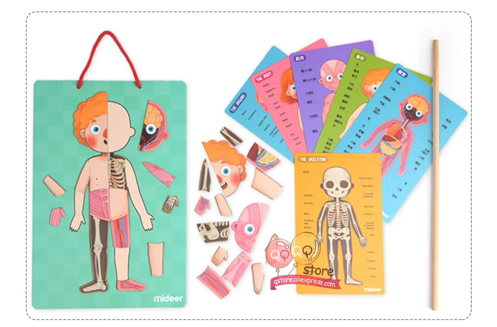 MiDeer познавательные карточки для тела, магнитная головоломка, веселые биологические и естественные Обучающие Игрушки для раннего развития для детей, подарок на день рождения MD2031