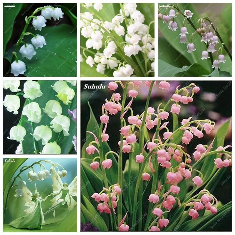 

200Pcs/ bag Lily Of The Valley Flower Indoor Rare Color Bell Orchid Bonsai Plant Balcony Potted DIY Home Garden Christmas Decor