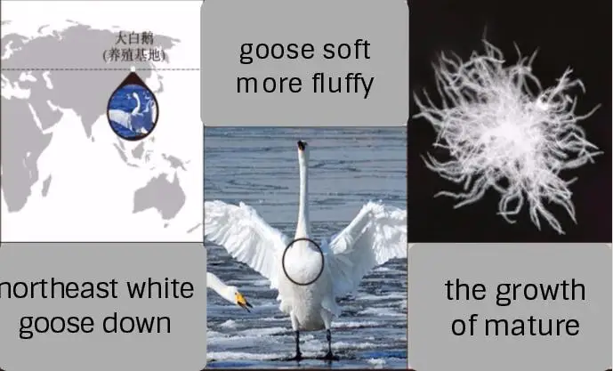 goose