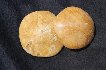 

Natural JURASSIC Madagascar SEA BISCUIT URCHIN FOSSIL sand dollar Star Fish Dino