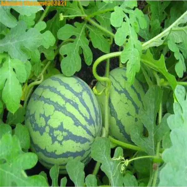 

Selling! 30 pcs Lazy melon bonsai red meat watermelon variety fresh cool summer family balcony bonsai plant home free shipping