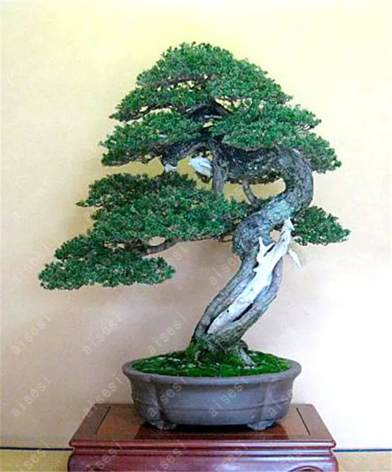 50 pcs/Bag  Juniper Bonsai Tree Bonsai Potted Office Bonsai Purify The Air Absorb Harmful Gases For Home Garden