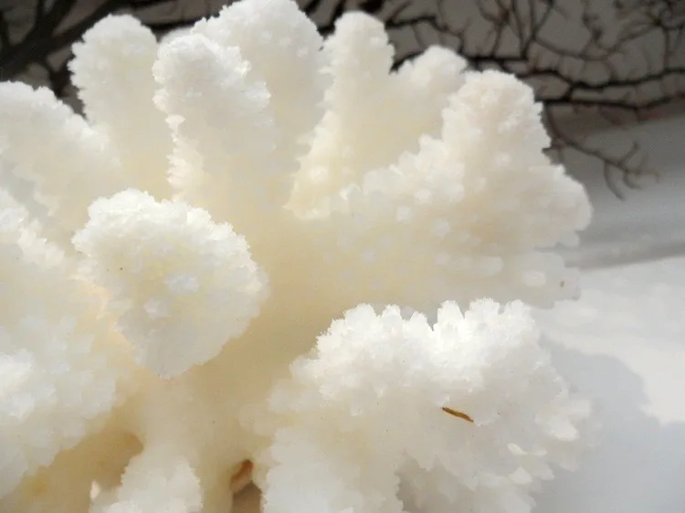 White sea coral tree2
