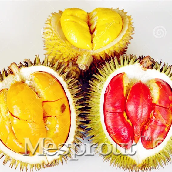 5 PCS Seeds Durian Tree King Of Tropical Fruit Giant Rare Plants Bonsai 2019 New 