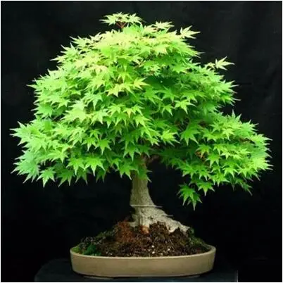 100% True U.S.A Red Maple Tree America bonsai 30pcs seedsplants Very Beautiful Indoor Tree home garden decortion 100% True U.S.A Red Maple Tree America bonsai 30pcs seedsplants Very Beautiful Indoor Tree home garden decortion