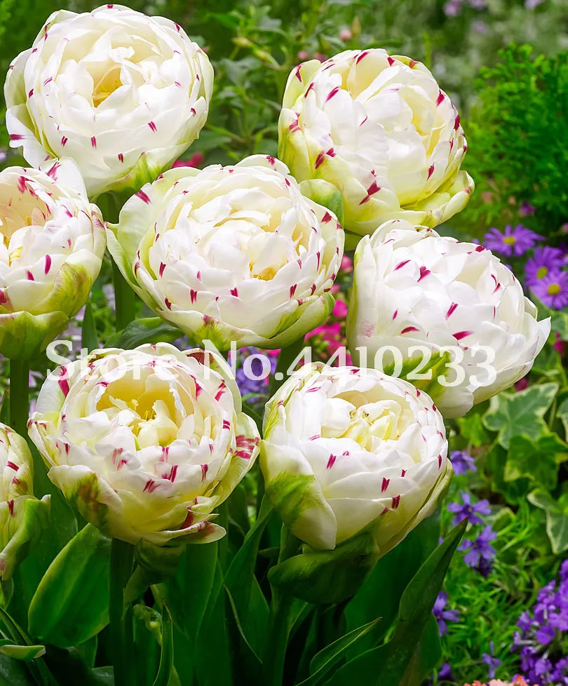 

100 Pcs Cabbage Rare Tulip Bonsai Perennial Aroma Tulip Flower Beautiful Tulipanes Plant For Garden(Not Bulbs)Symbolizes Love