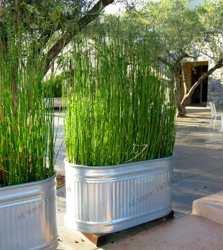 60 шт. свежие бамбук moso растения росток 99% Bambu Bambusa Lako дерево Plantas DIY дома садовые украшения бонсай housip