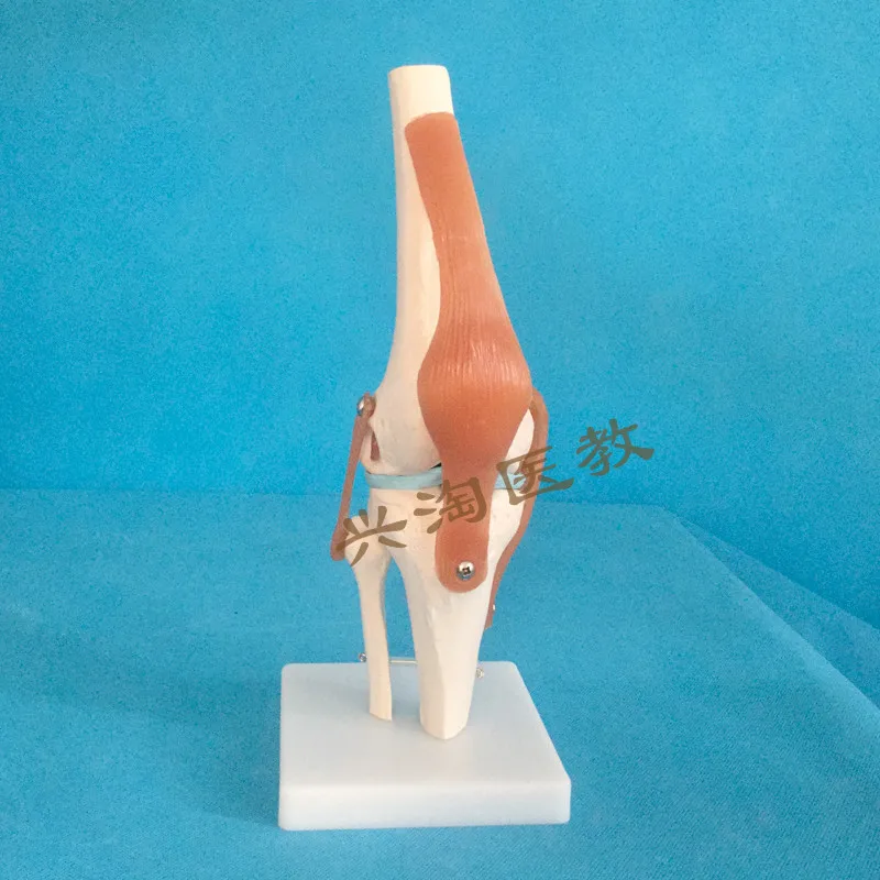  Human adults skeleton model six joint model shoulder elbow hip foot hand knee joint model teaching  - 33053600129