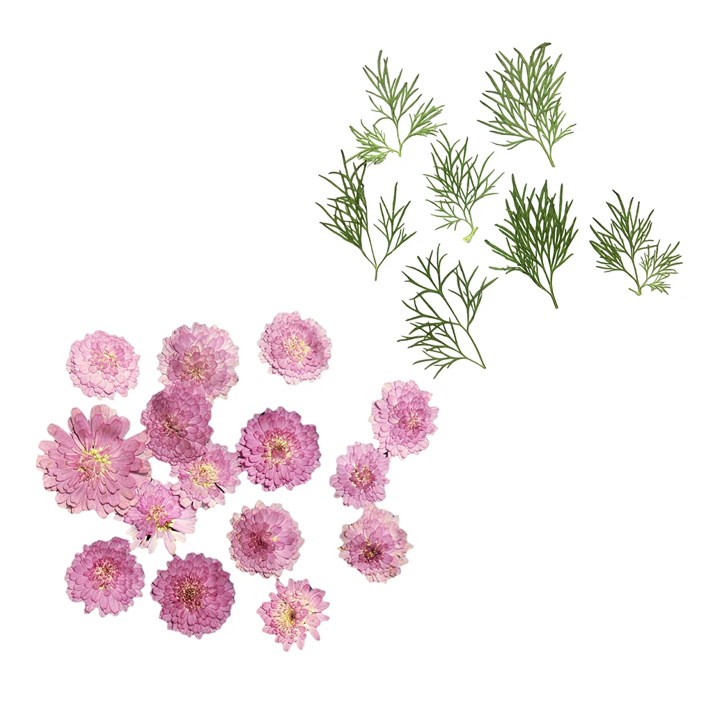20x Pressed Dried Natural Flower Dry Leaves for DIY Crafts Bookmark Cards