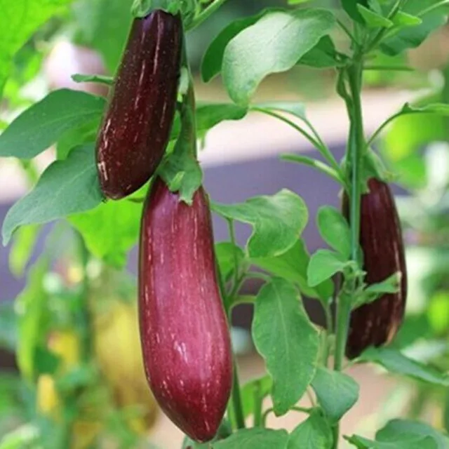 Buy 100 Pcs Purple Japanese Eggplant Seeds | Free Shipping