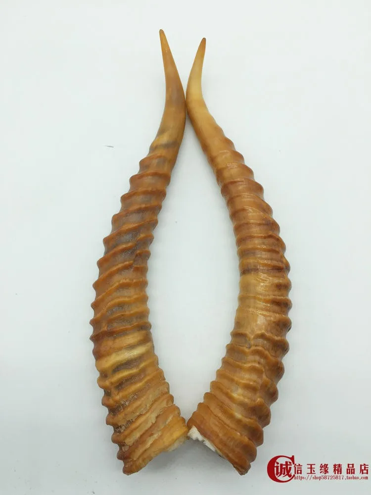 

TNUKK The three generation of natural wild herbs raw goat horn horn of Montenegro