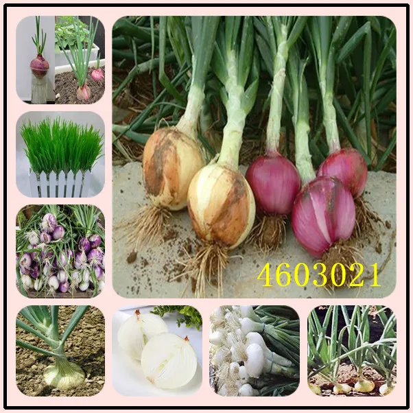 

100Pcs Giant Onion Bonsai, Onion Shallot, Organic Heirloom Fruit Vegetable Non-Gmo Plant, Bonsai Potted Plants for Home Garden