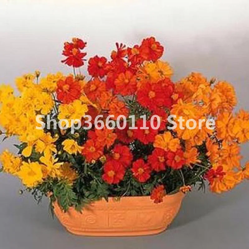 

30 pcs/ bag Rare Coreopsis Plants Cosmos Bonsai Bipinnatus Plantas Outdoor Potted Chrysanthemum Flower for Home Garden Planting