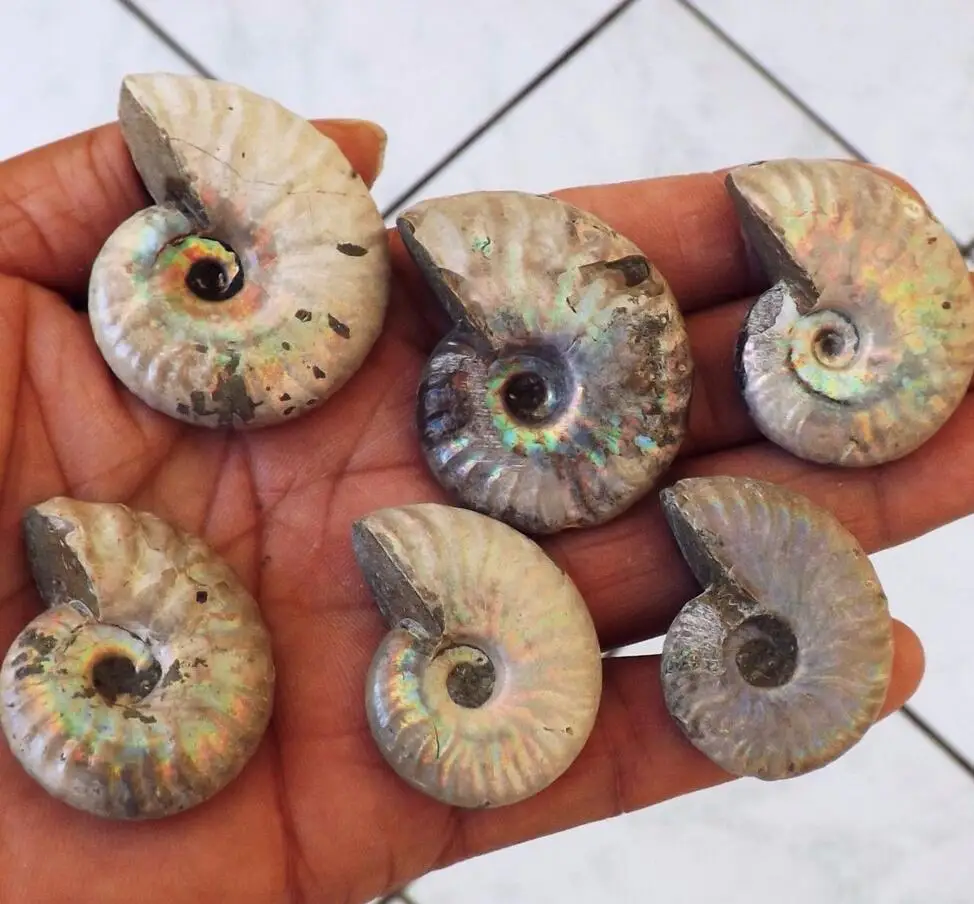 6 Ammonite BLUE RAINBOW Fossil Jurrassic Nautilus stone Madagascarin