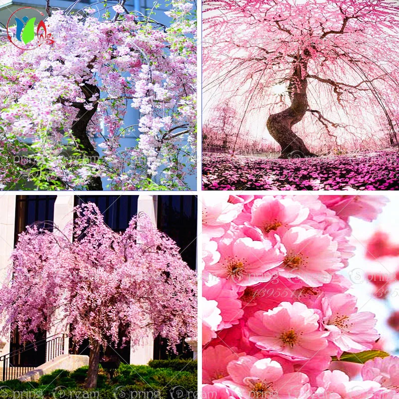 10 pink fountain weeping cherry tree,DIY Home Garden Dwarf Tree ...