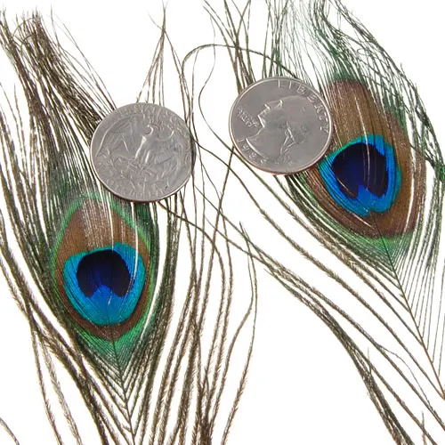 10 Pcs Peacock Eye Tail  For Crafts Halloween Costume Mask Wedding Decor