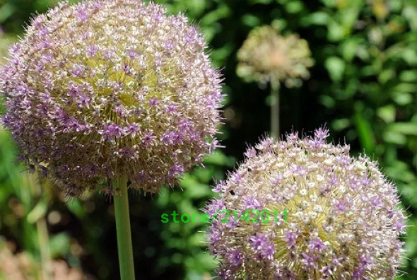 100pcs/bag allium giganteum,allium flower,beautiful flower