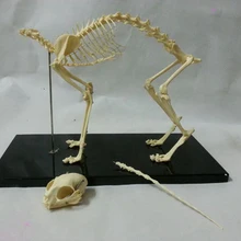 Кошка скелет модель в натуральную величину кошка модель скелета животных