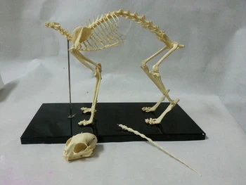 

free shipping cat skeleton model life size cat model animal skeleton model