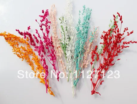 

100 branches Cladus For Glass Globe Bottle Filling,Dry Flower For DIY Wishing Bottle Jewelry Making,glass bottle,