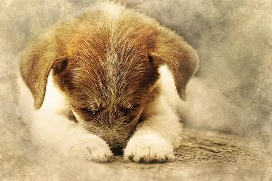 dog-2459959_1280_540x