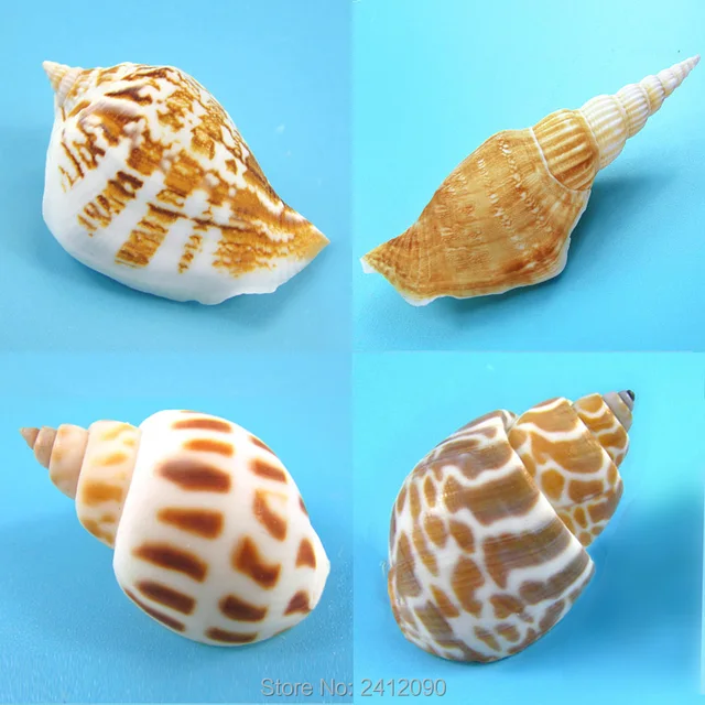 Blanco natural conchas de Mar Amarillo playa de la concha Concha Caracol Concha pecera arte paisaje
