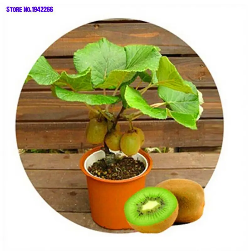 

100pcs Mini Kiwi fruit bonsais Thailand Bonsai plants delicious kiwi Vegetable Home Garden Decoration Flowers Ground Cover