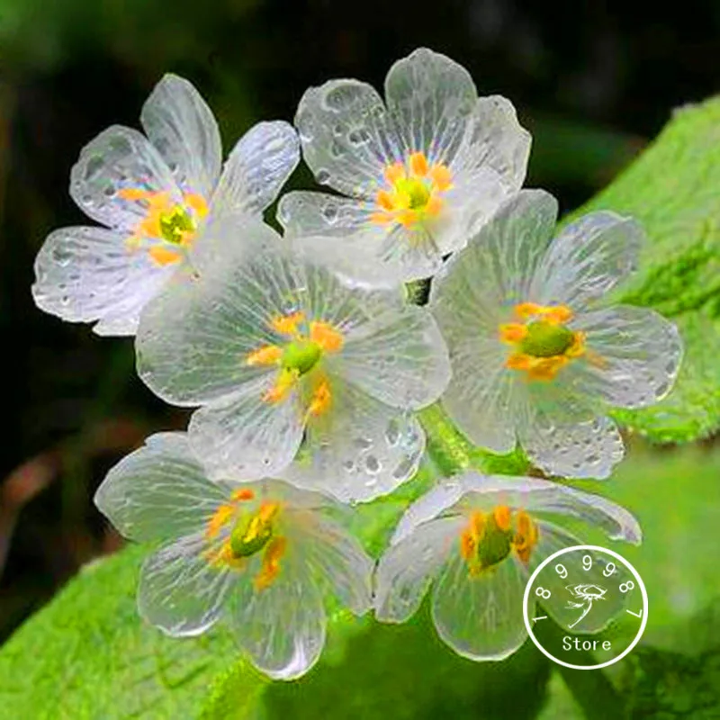 Best-Selling! 100 PCS Transparent Flower bonsai Delicate DIY Garden Flower plant Best-Selling! 100 PCS Transparent Flower bonsai Delicate DIY Garden Flower plant