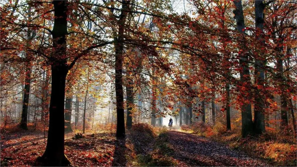 Online kaufen groÃhandel gelb holz baum aus china gelb holz baum ...