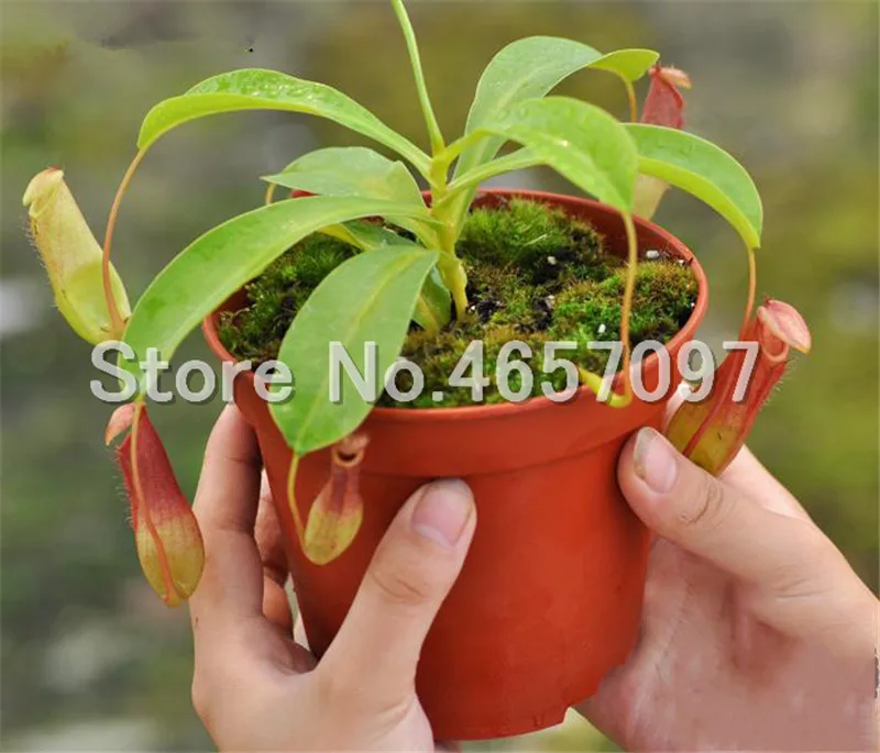 300 pcs/lots Dionaea Muscipula Giant Clip Venus Flytrap Plant Multifarious Nepenthes Carnivorous Plant Bonsai tree for Garden 300 pcs/lots Dionaea Muscipula Giant Clip Venus Flytrap Plant Multifarious Nepenthes Carnivorous Plant Bonsai tree for Garden