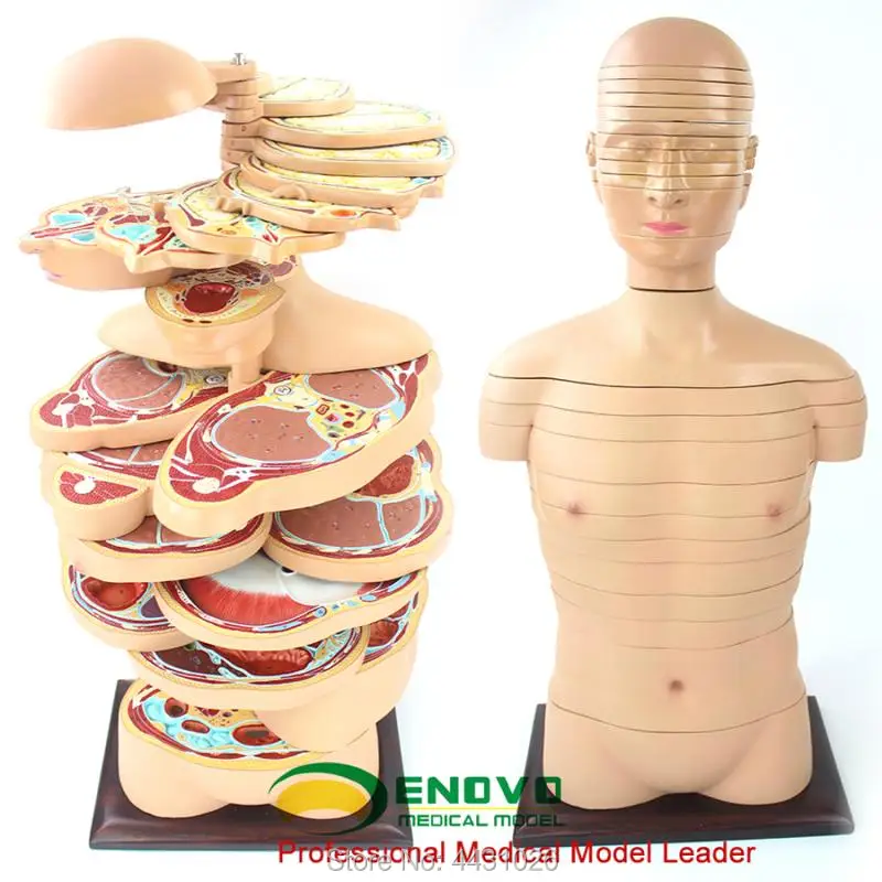 

ENOVO CT MRI radiography of the transverse tomography of the body of the medical body