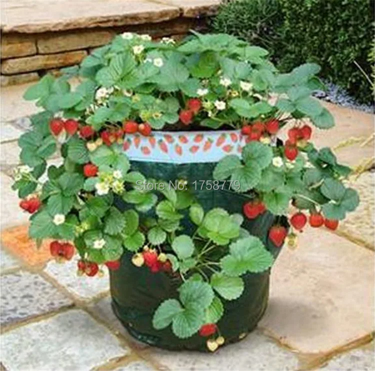 

Free shipping 3 / LOTE new organic vegetable planting strawberries PE bags house Pots Garden Planting seeds