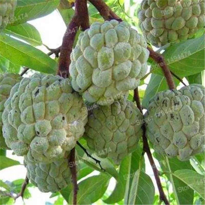 20pcs Soursop Graviola Seeds Best Seeds Online Free
