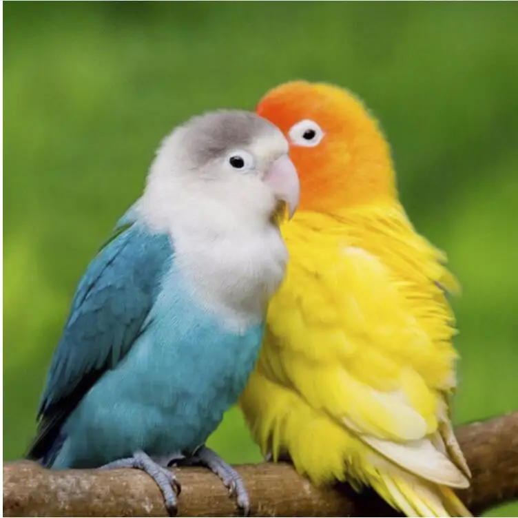 QQ20190415140912