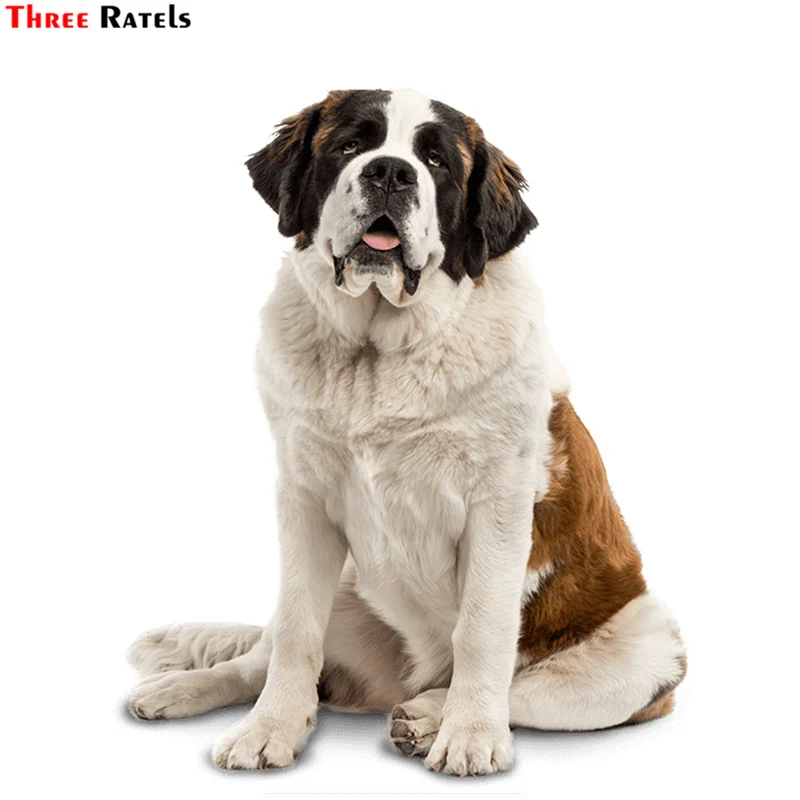 

Three Ratels TRL537# 12x14.5cm Saint Bernard dog car funny car stickers car stickers and decals