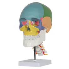

color human adult Skull model with cervical medical use art painting human skeleton 20*14*29cm PVC material